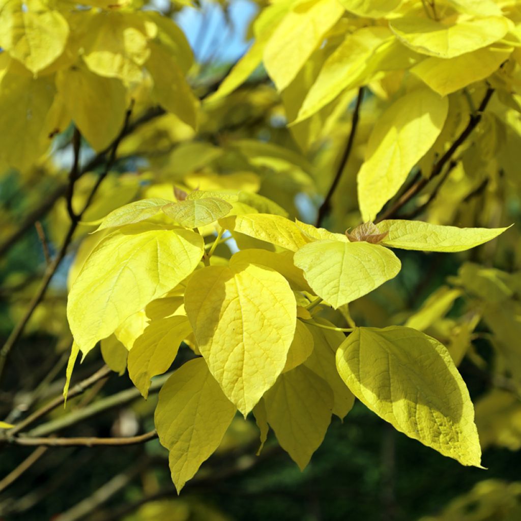 Catalpa bignonioides Aurea - Albero dei sigari