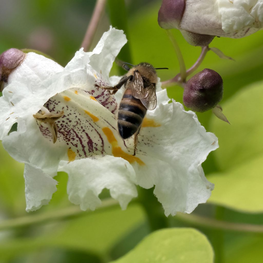 Catalpa bignonioides Aurea - Albero dei sigari