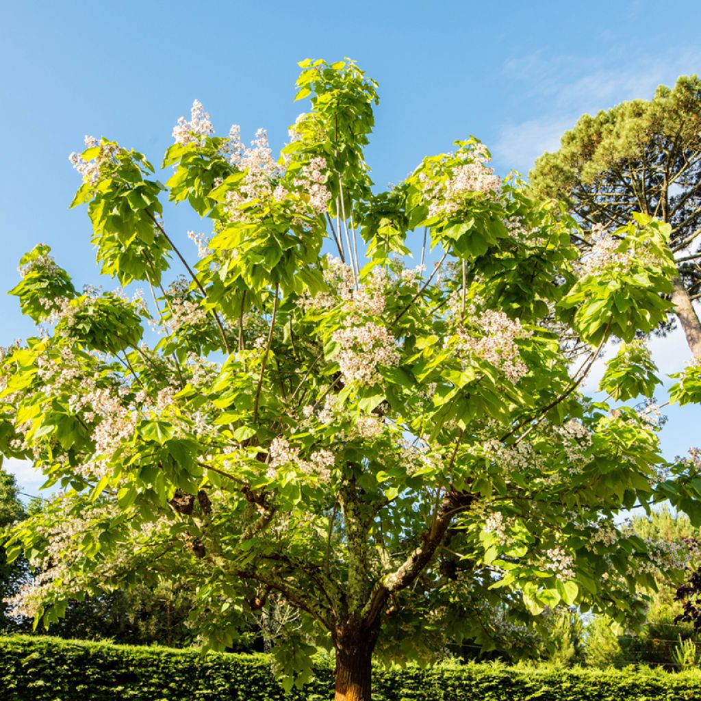 Catalpa bignonioides Aurea - Albero dei sigari