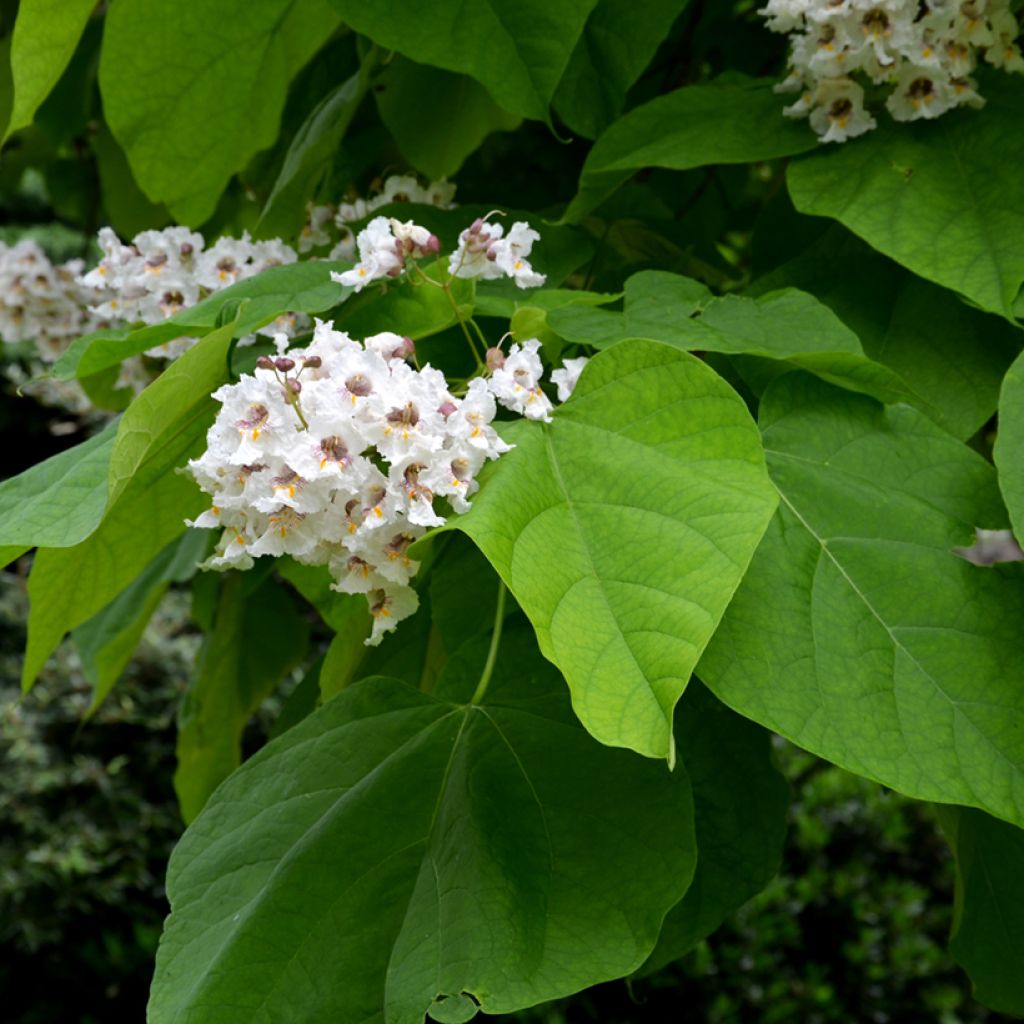 Catalpa bignonioides - Albero dei sigari