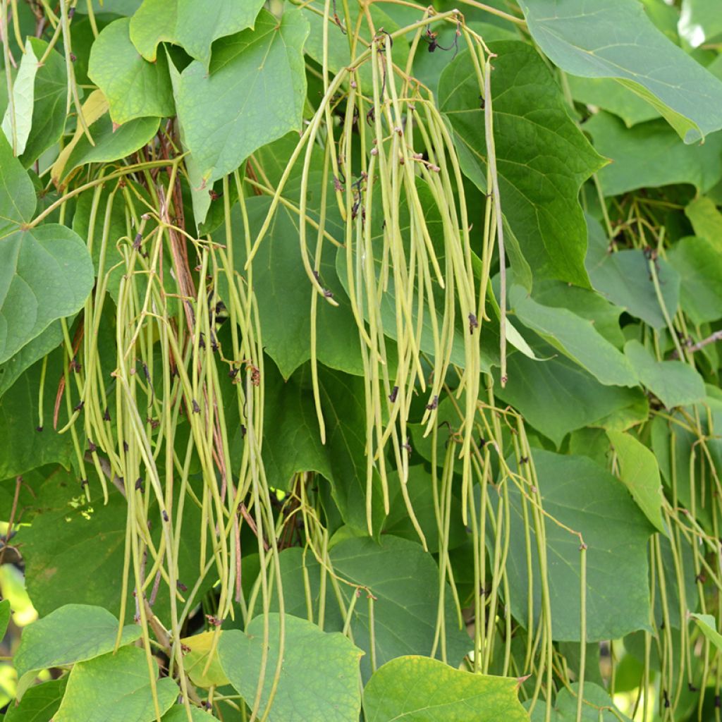 Catalpa bignonioides - Albero dei sigari