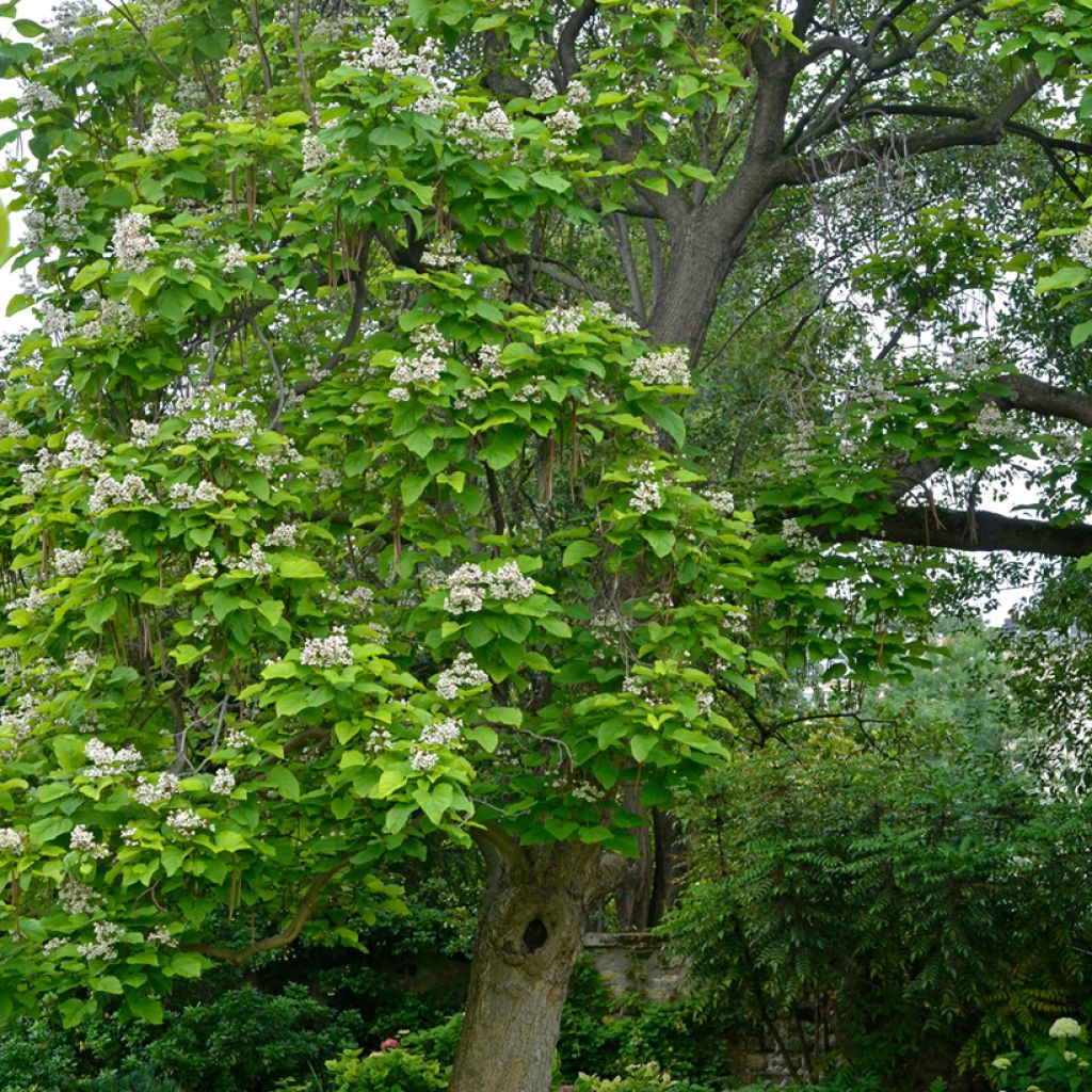 Catalpa bignonioides - Albero dei sigari