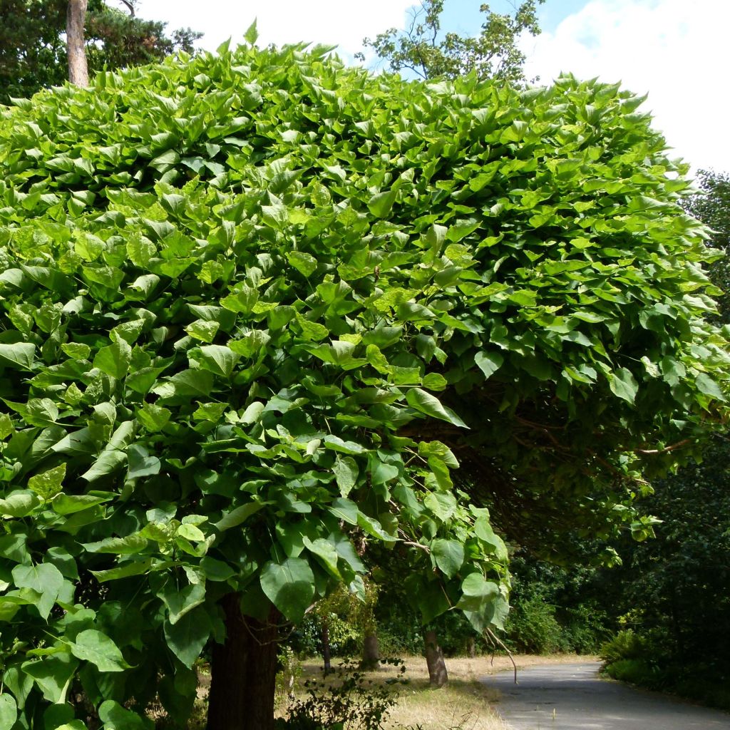 Catalpa bignonioides Nana - Albero dei sigari