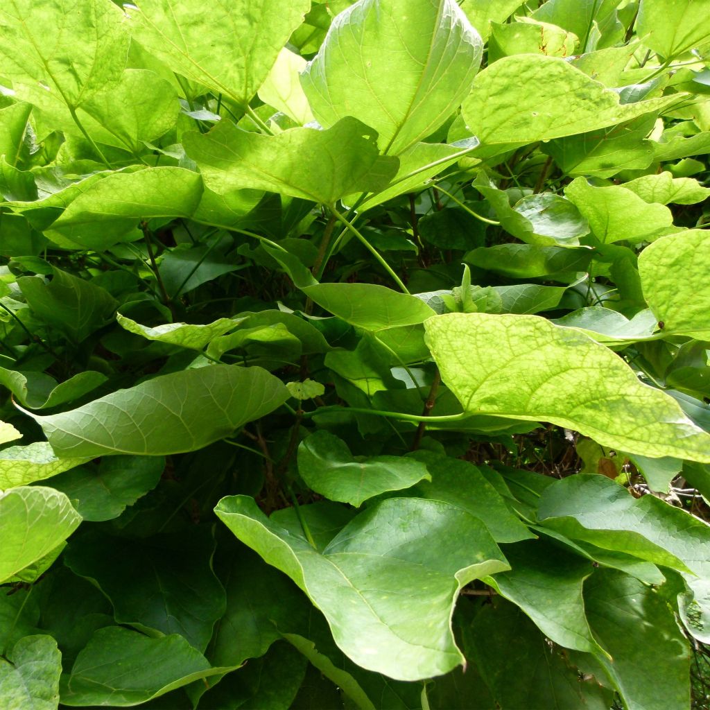 Catalpa bignonioides Nana - Albero dei sigari