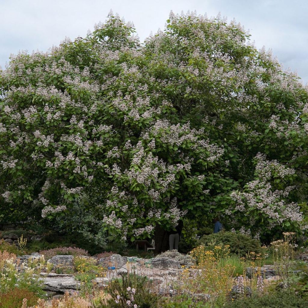 Catalpa erubescens Purpurea - Albero dei sigari