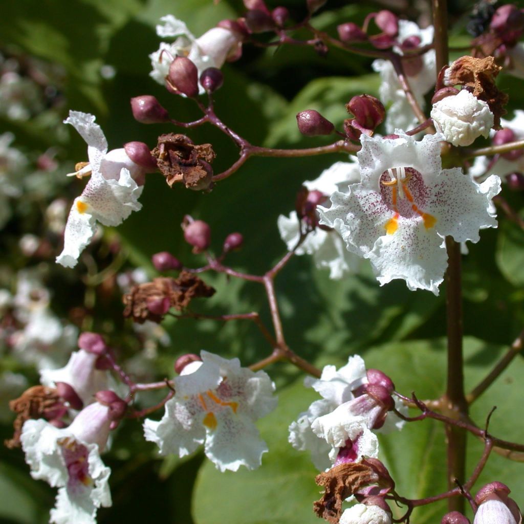 Catalpa erubescens Purpurea - Albero dei sigari