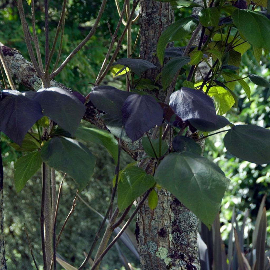 Catalpa erubescens Purpurea - Albero dei sigari