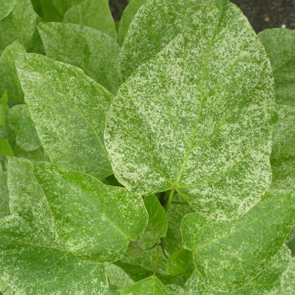 Catalpa speciosa pulverulenta - Albero dei sigari