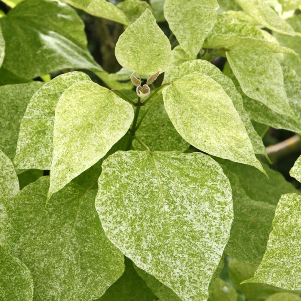 Catalpa speciosa pulverulenta - Albero dei sigari