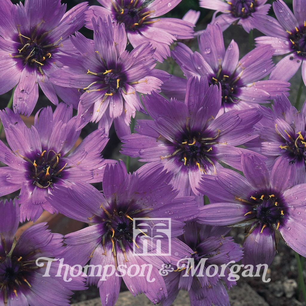 Catananche Caerulea 