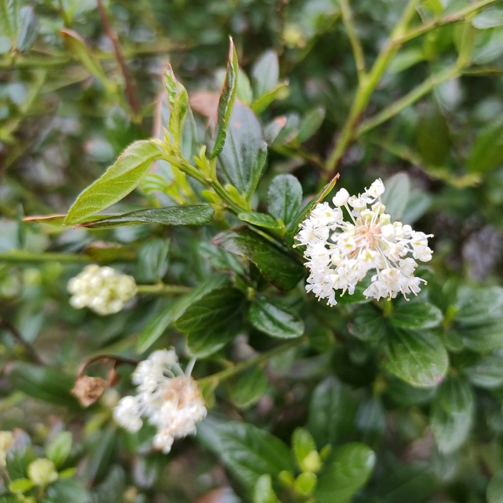 Ceanothus thyrsiflorus Snow Flurries