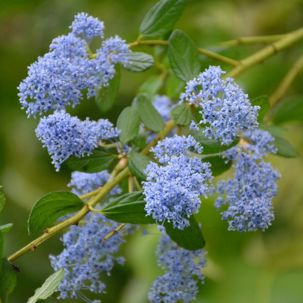 Ceanothus impressus Spring Party