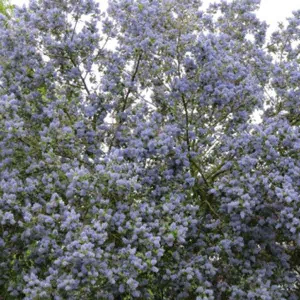 Céanothe arboreus Trewithen Blue