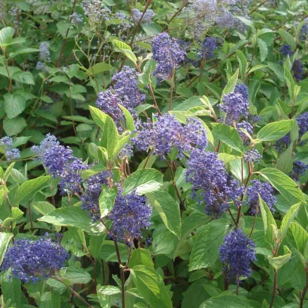 Ceanothus delilianus Henri Desfossé