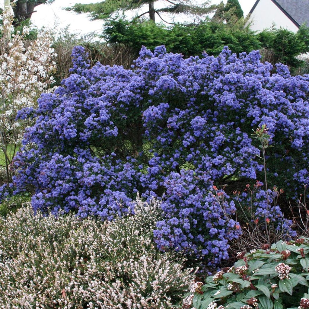 Céanothe impressus Puget blue - Lilas de Californie