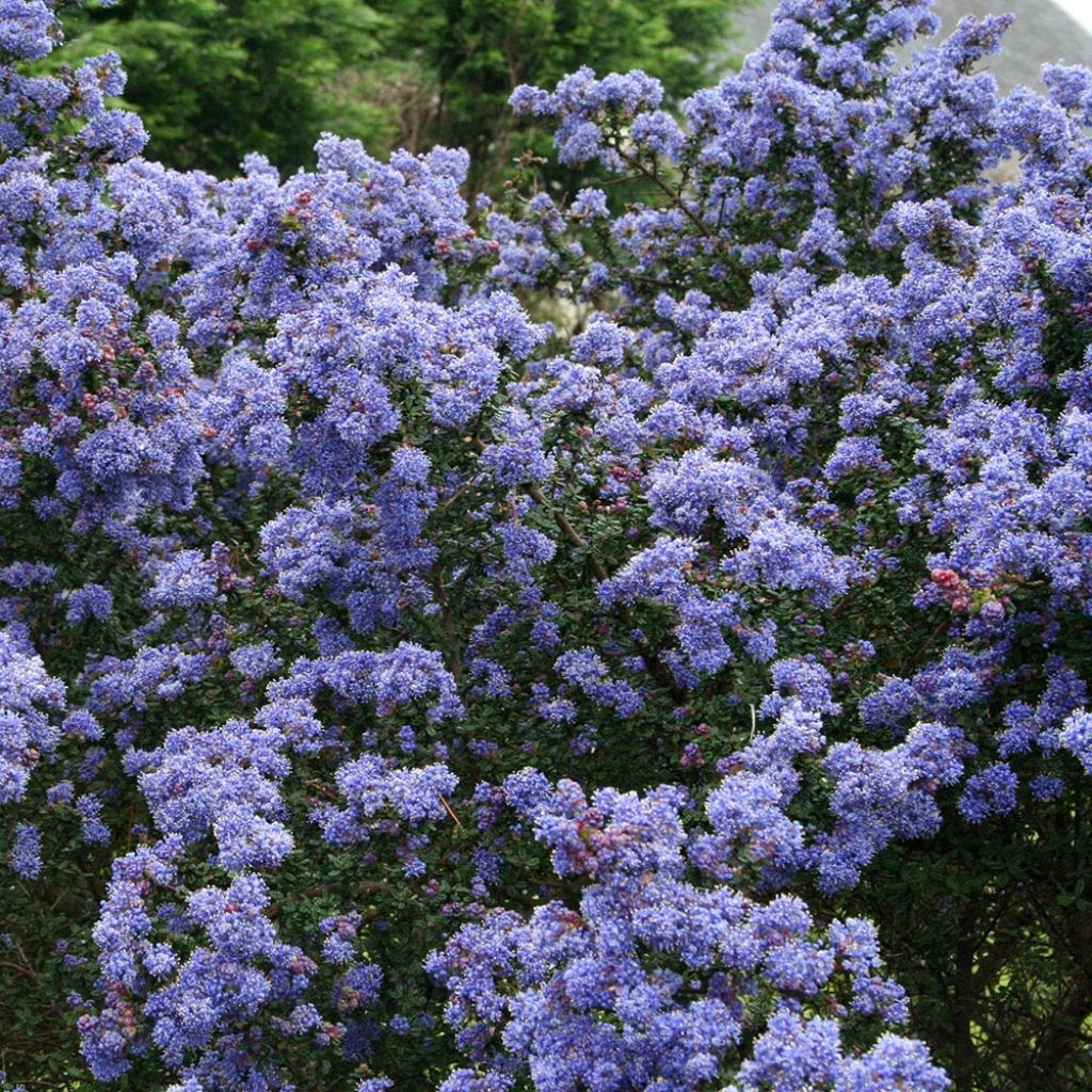 Céanothe impressus Puget blue - Lilas de Californie