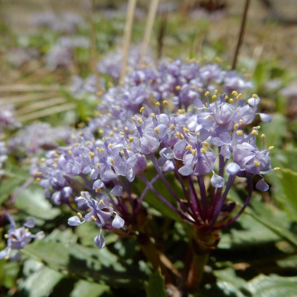 Ceanothus prostratus Prostratus