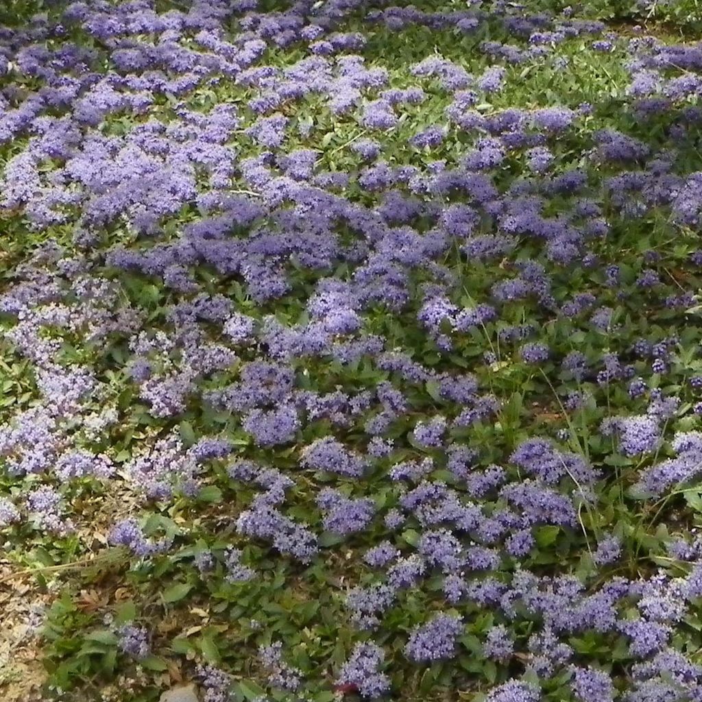 Ceanothus prostratus Prostratus