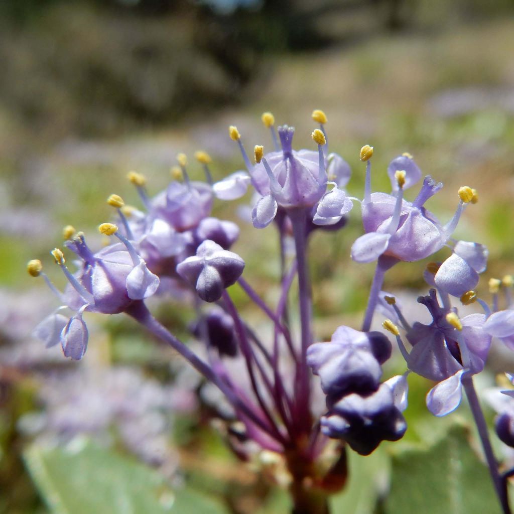 Ceanothus prostratus Prostratus