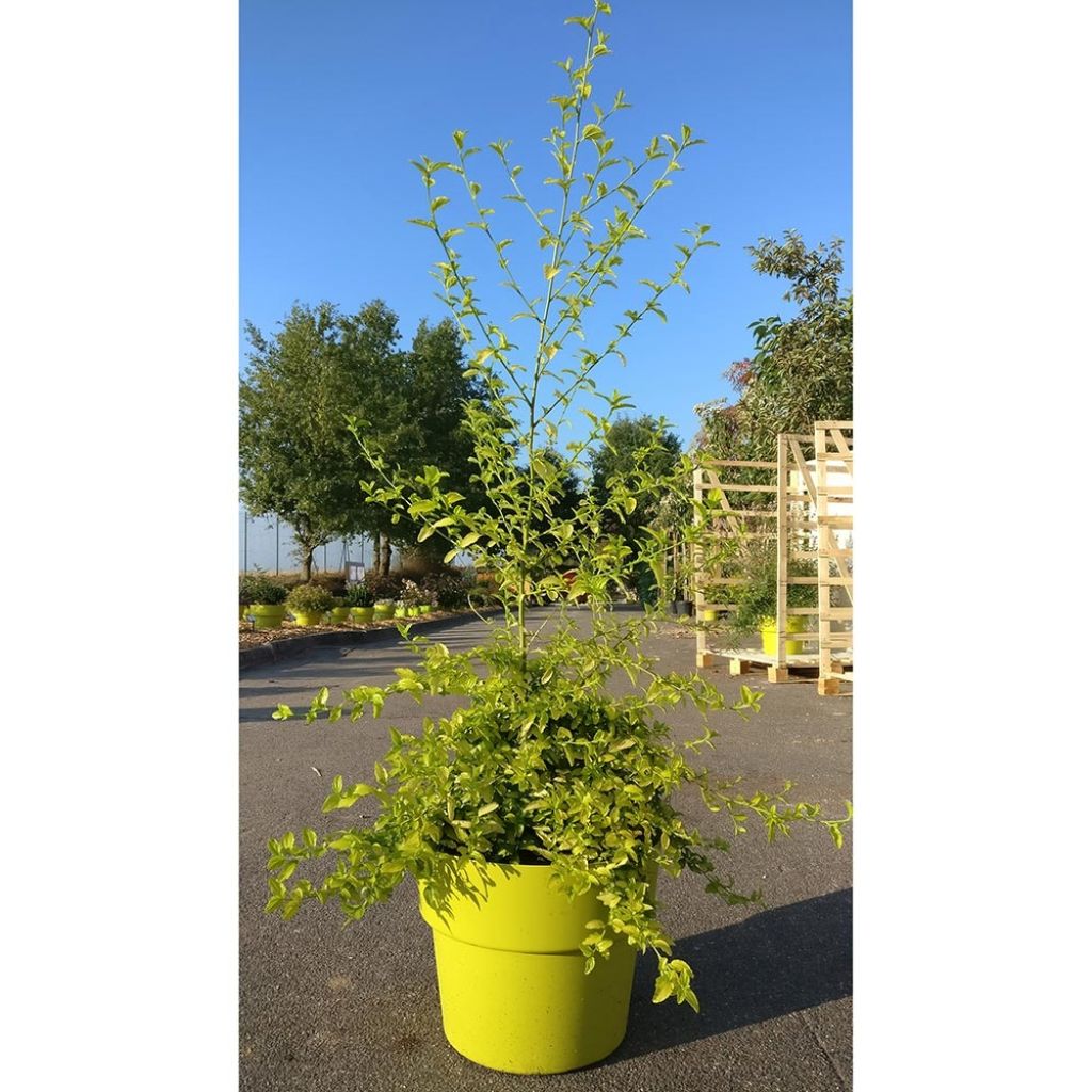 Céanothe thyrsiflorus African Queen - Lilas de Californie