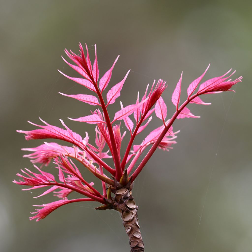 Toona sinensis Flamingo - Acajou de Chine