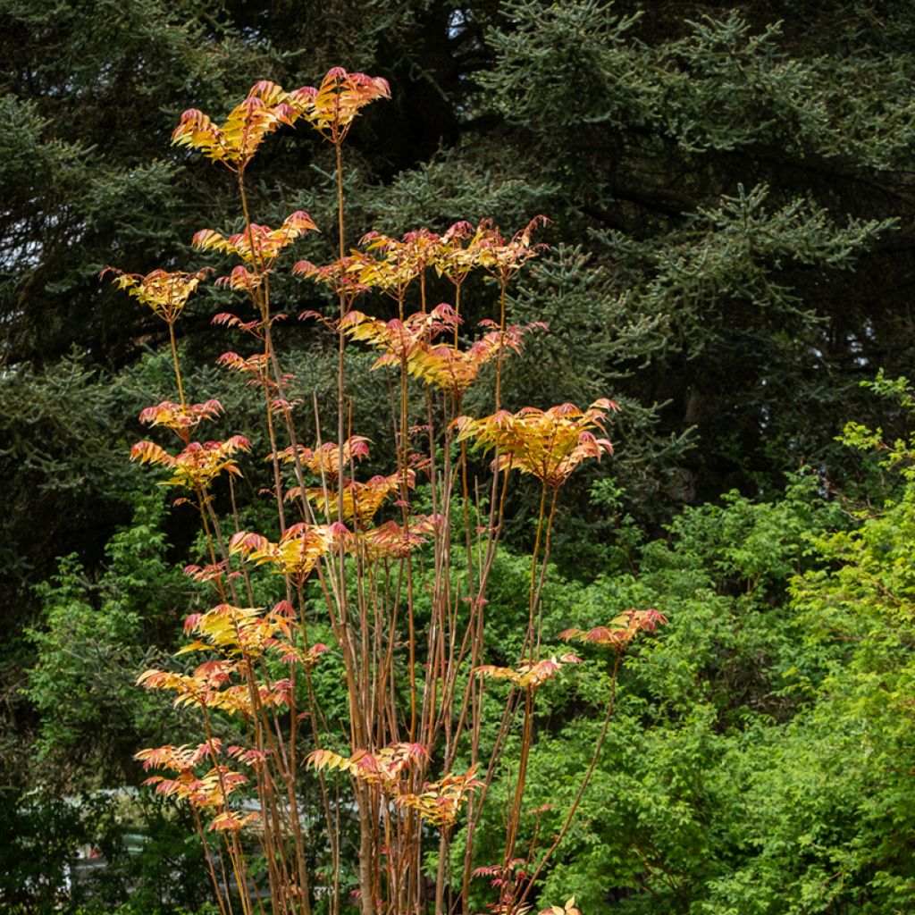 Toona sinensis Flamingo - Acajou de Chine