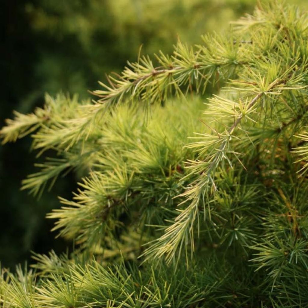 Cedrus deodara Aurea - Cèdre de l'Himalaya doré