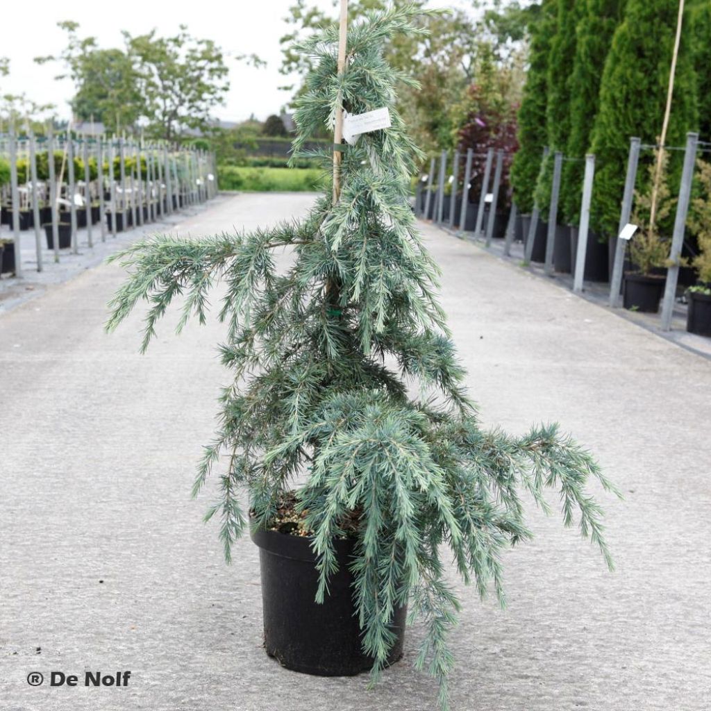 Cèdre de l'Himalaya Feeling Blue - Cedrus deodara