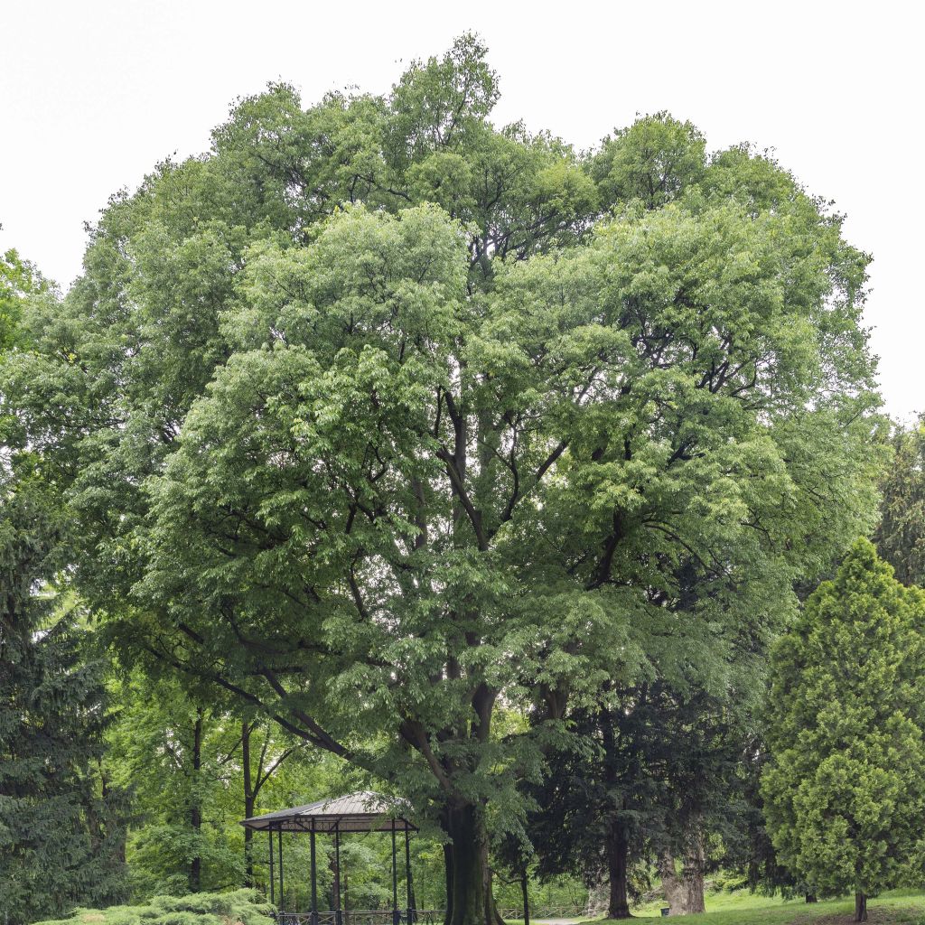 Celtis australis - Micocoulier de Provence