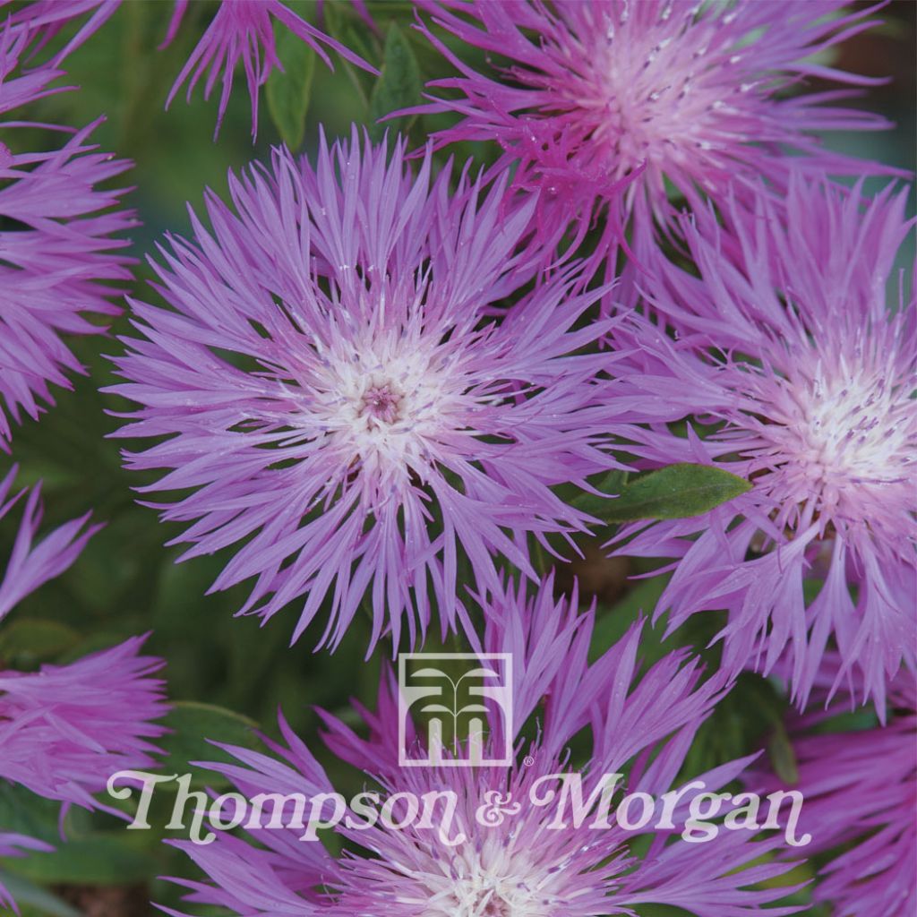 Centaurea Dealbata 