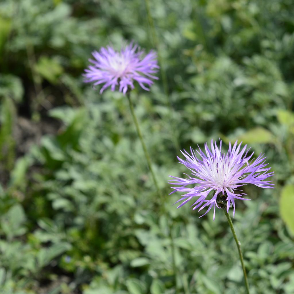 Centaurea bella - Fiordaliso