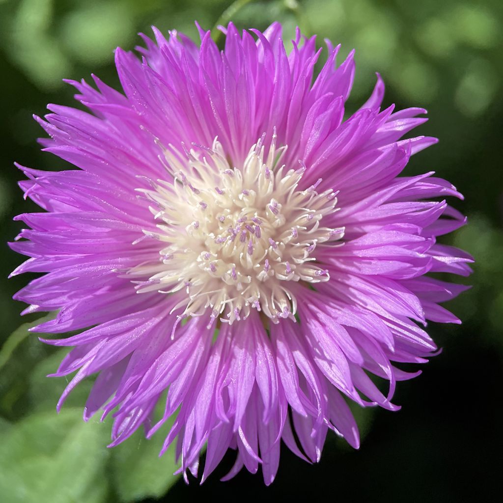 Centaurea dealbata - Fiordaliso