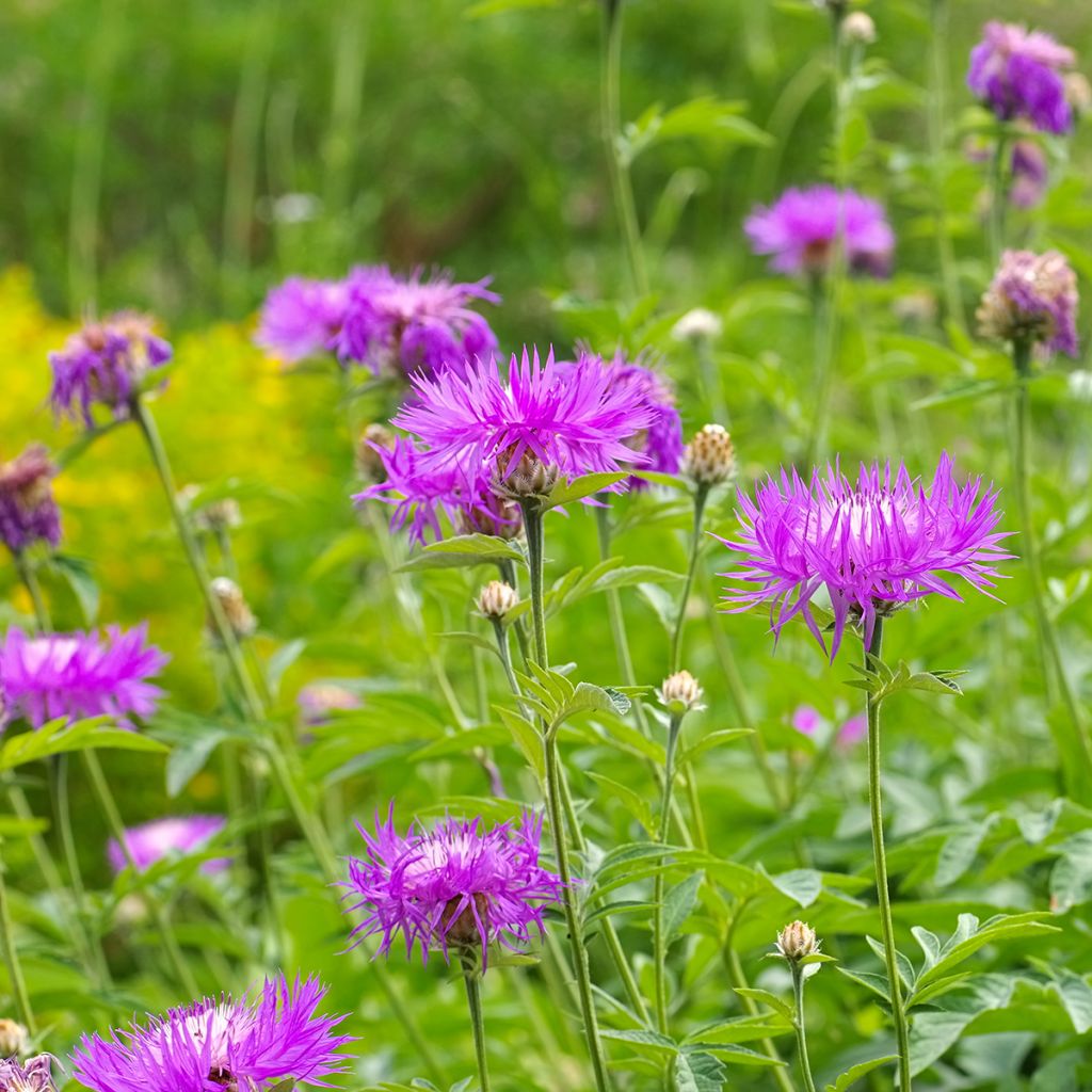 Centaurea dealbata - Fiordaliso