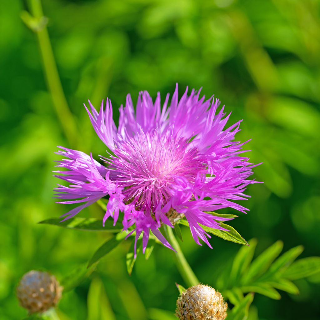 Centaurea dealbata - Fiordaliso