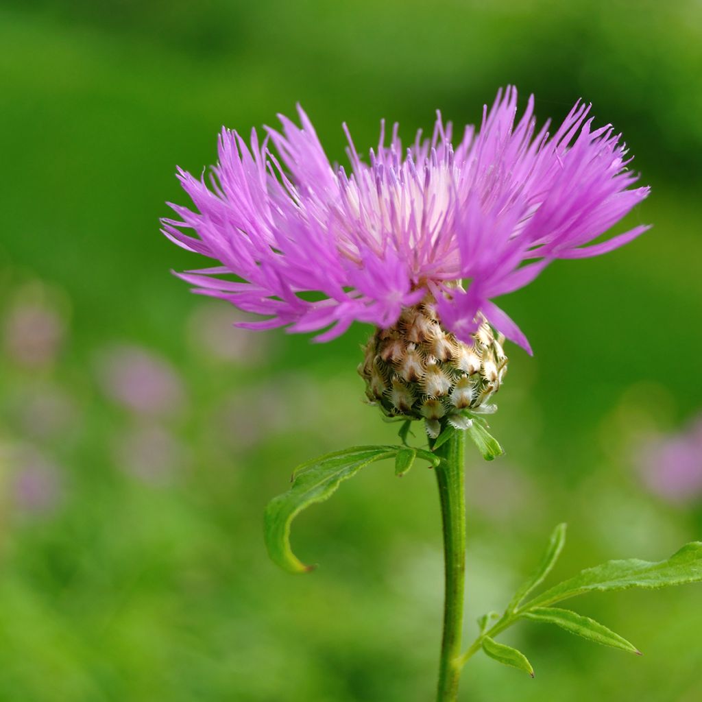 Centaurea dealbata - Fiordaliso