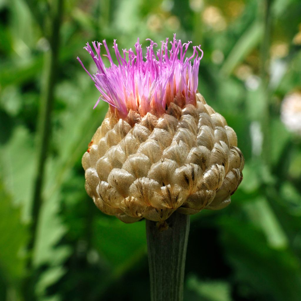 Centaurea dealbata - Fiordaliso