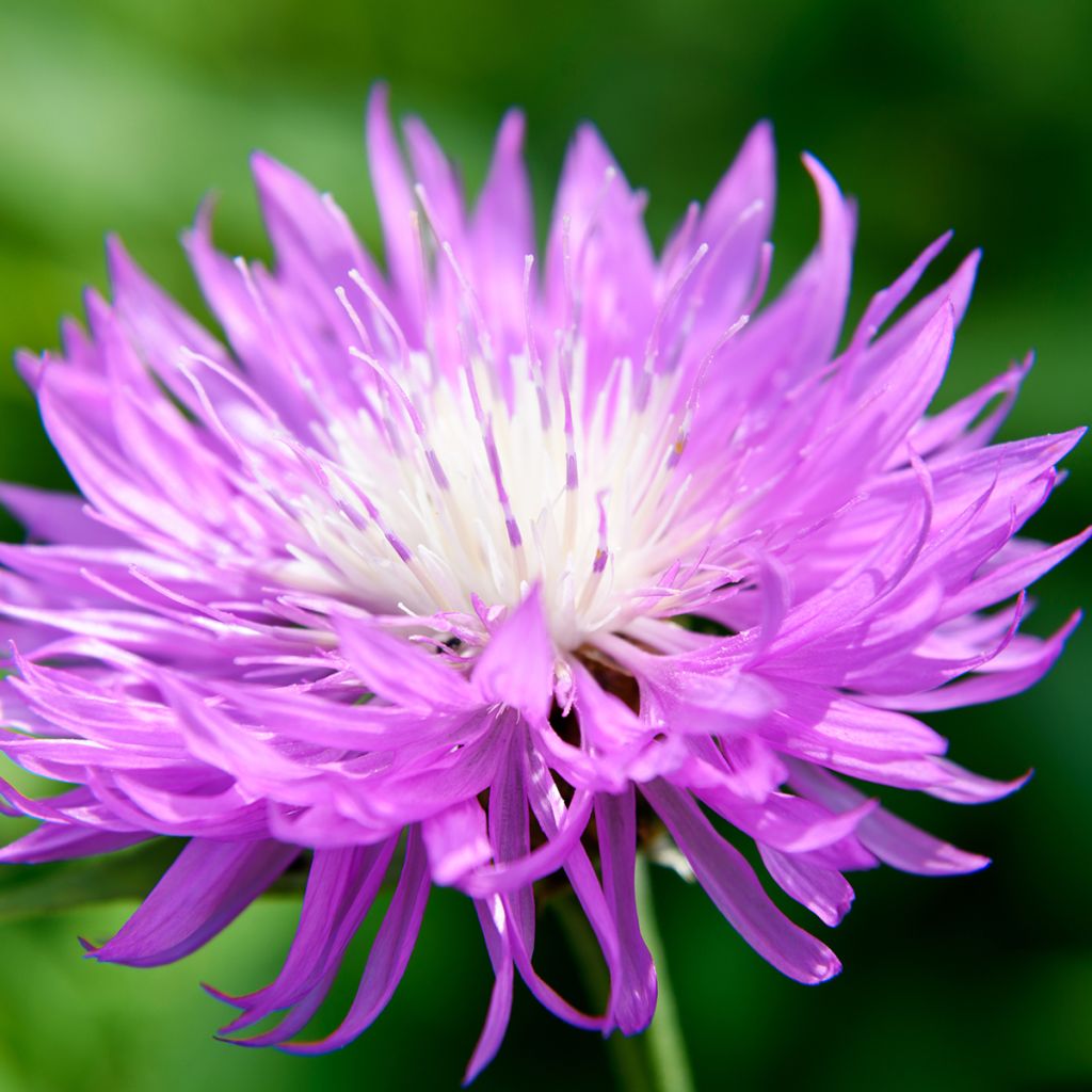 Centaurea dealbata - Fiordaliso