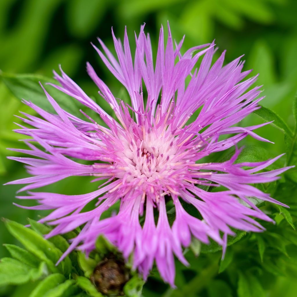 Centaurea dealbata - Fiordaliso