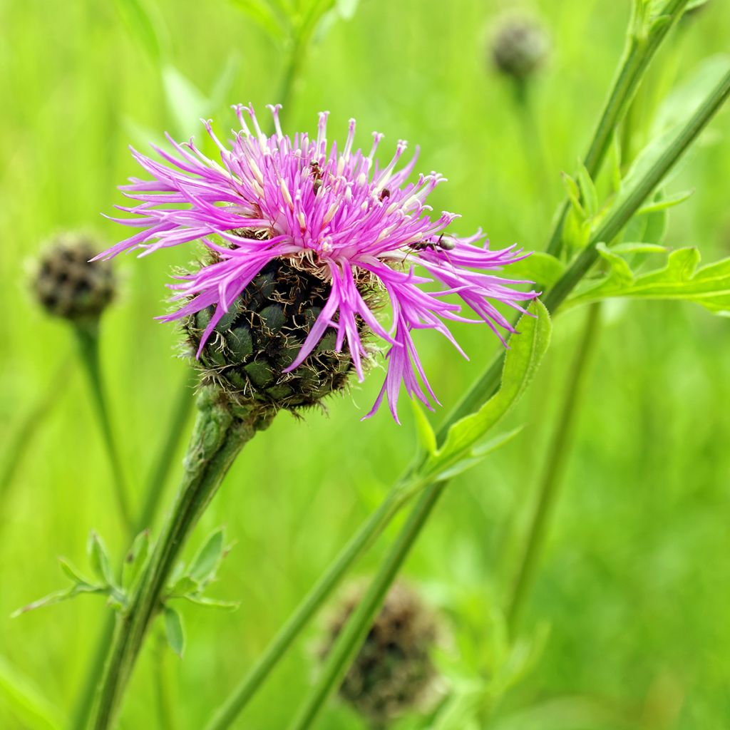 Centaurea jacea - Fiordaliso stoppione