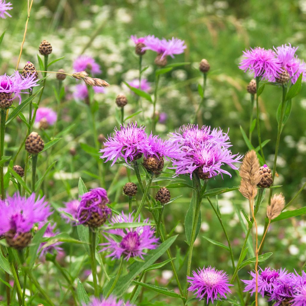 Centaurea jacea - Fiordaliso stoppione