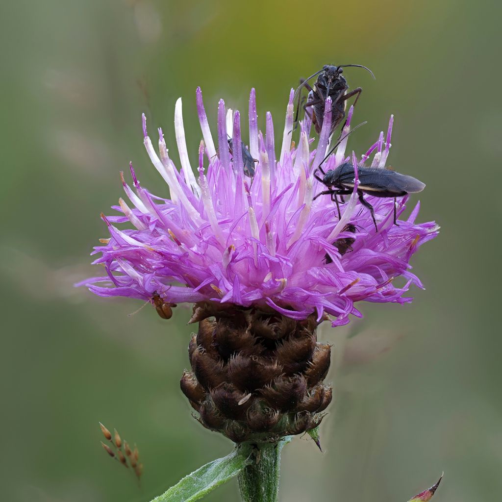 Centaurea jacea - Fiordaliso stoppione