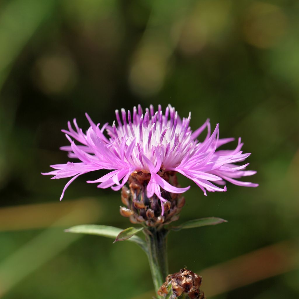 Centaurea jacea - Fiordaliso stoppione