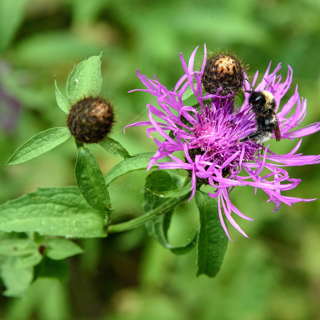 Centaurea jacea - Fiordaliso stoppione