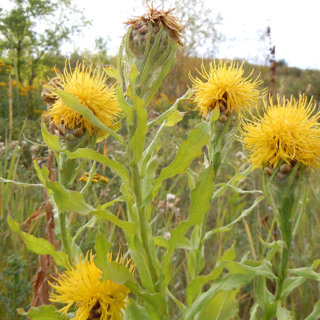 Centaurea macrocephala - Centaurée à grosse tête