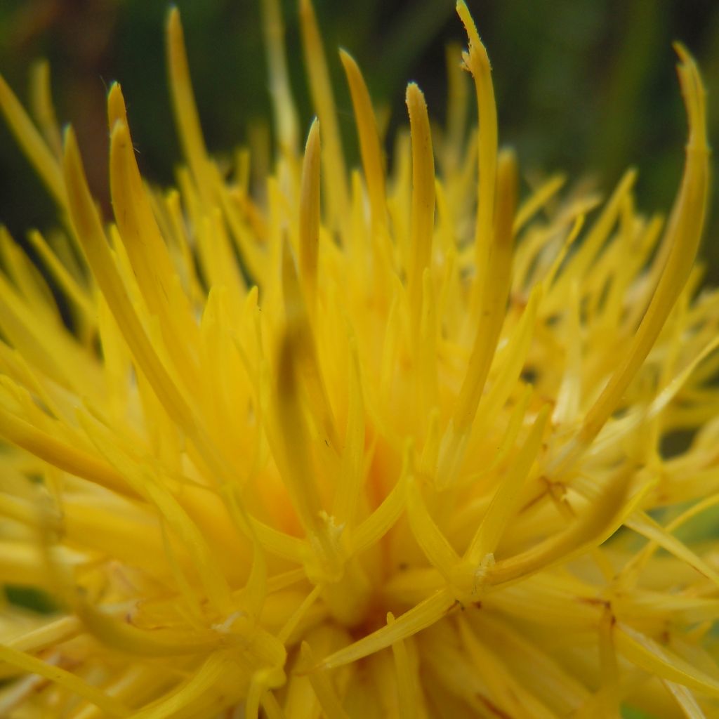 Centaurea macrocephala - Centaurée à grosse tête