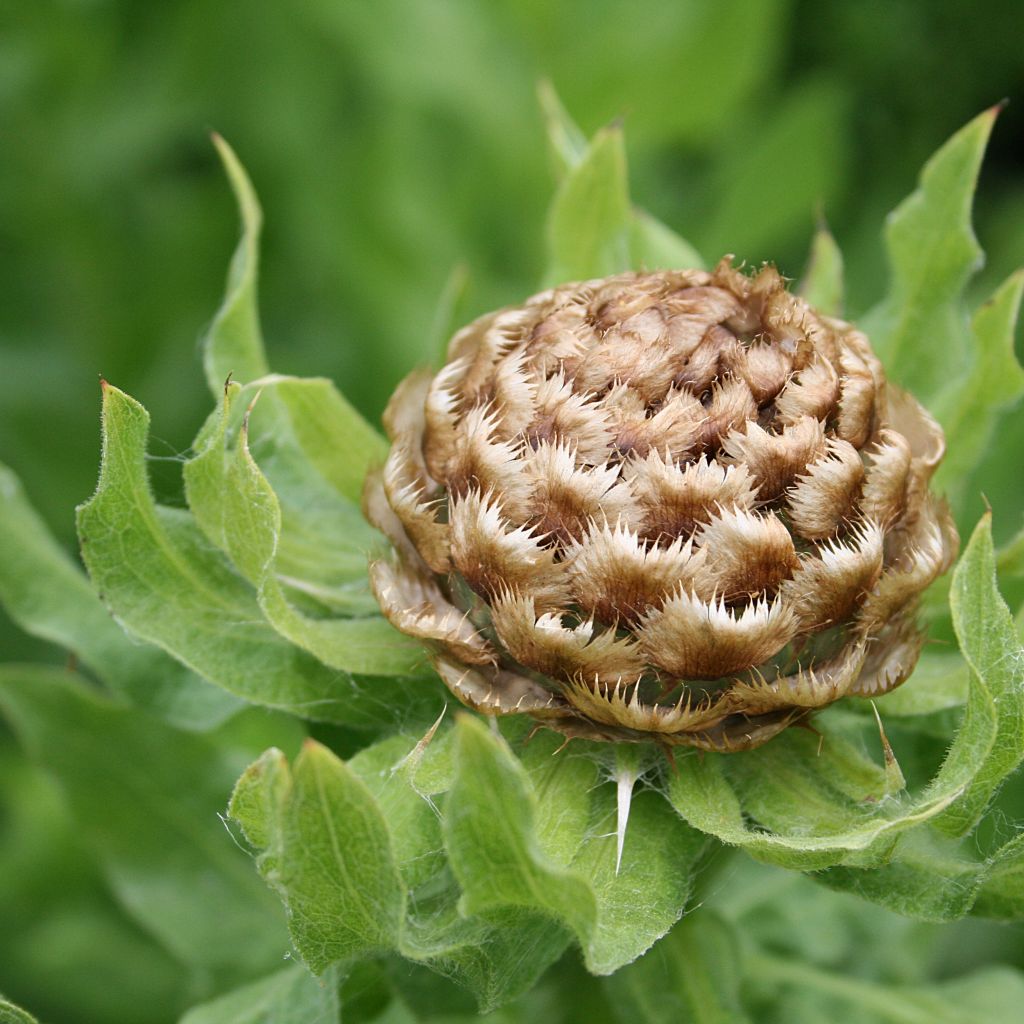 Centaurea macrocephala - Centaurée à grosse tête