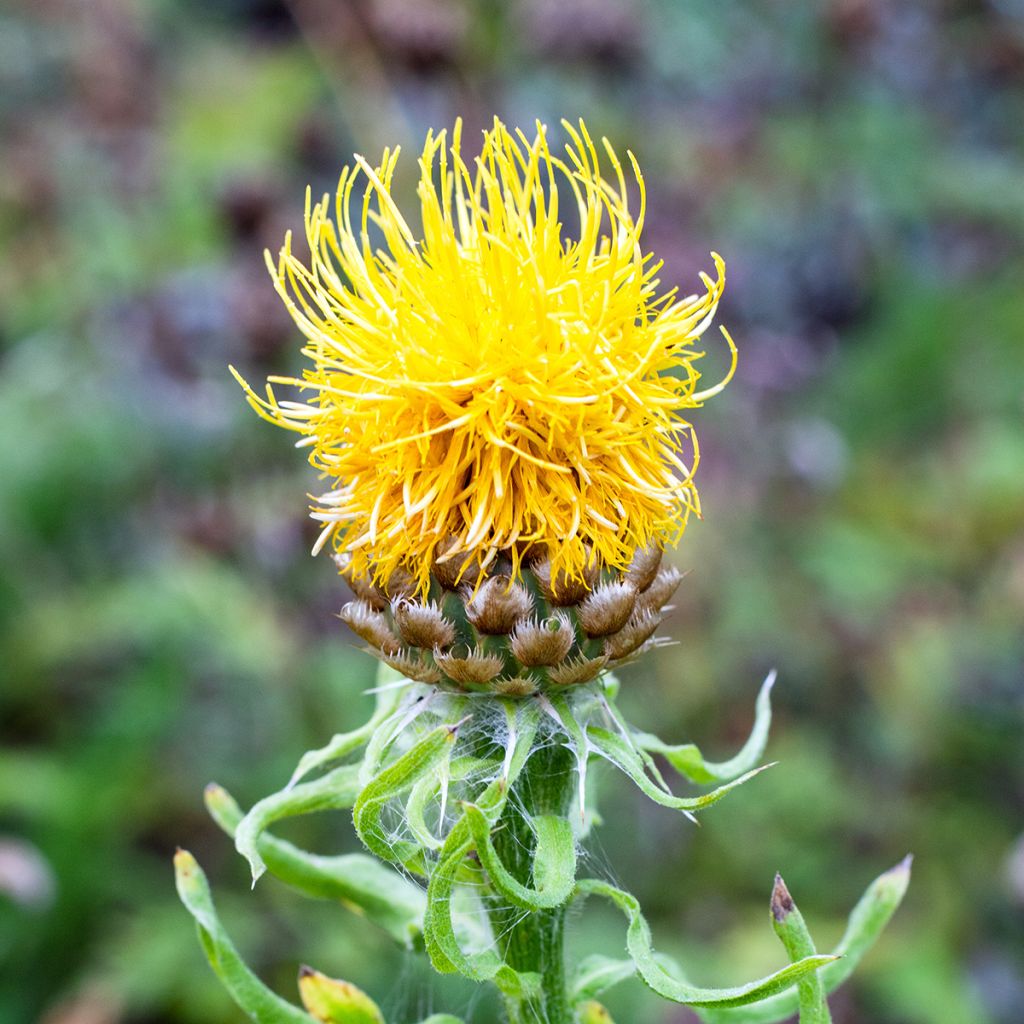 Centaurea macrocephala - Fiordaliso