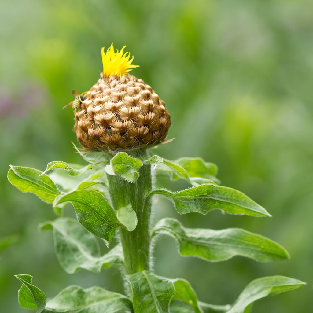 Centaurea macrocephala - Fiordaliso