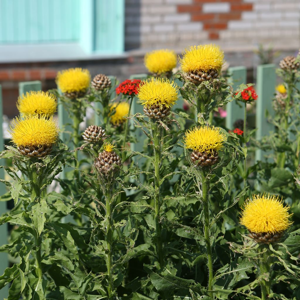 Centaurea macrocephala - Fiordaliso