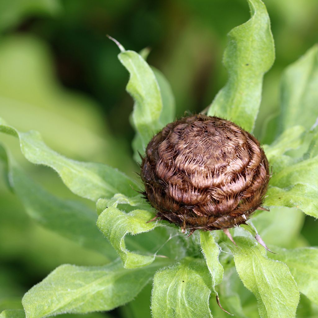 Centaurea macrocephala - Fiordaliso